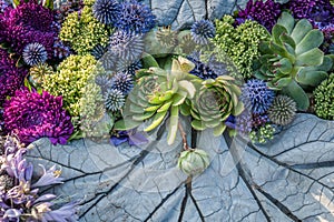 Flower arrangement of purple asters and succulents