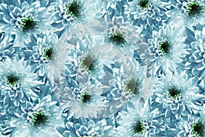 Flowers background. Flowers white-turquoise Chrysanthemums. Much chrysanthemums with a green center. floral collage. flowers c