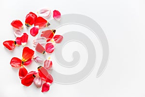 Flowers background made of tulip flower petals. Flat lay. Isolated on white