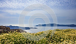 Flowers on the background of Nea Kameni - Santorini Greece