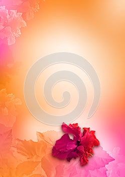 Flowers background, orange, pink photo