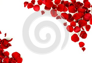 Flowers background. Red roses petals and red small hearts on white background