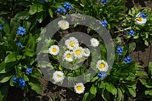 Flowers background. small white and blue flowers in the flowerbed