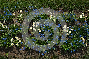 Flowers background. small white and blue flowers in the flowerbed