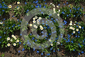 Flowers background. small white and blue flowers in the flowerbed