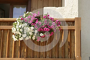 Flowers in the balcons
