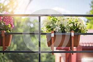 Flowers on the balcony. Flowers are hanging in pots. The concept of gardening and floriculture. On the railing of the