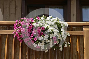 Flowers in the balcony photo