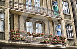 Květiny na balkón 
