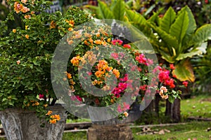 Flowers of Bali - bougainvillaea photo