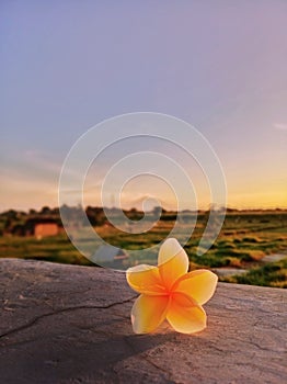 flowers of bali or jepun bali