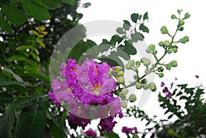 Flowers in Bangladesh.jatio press club field.