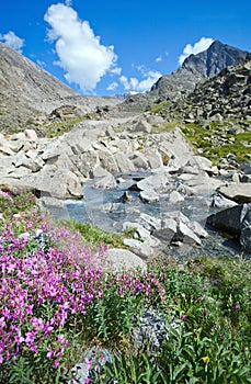 Flowers on the bank of a mountain stream