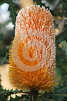 Flowers - Banksia