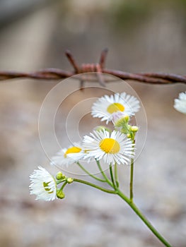 Flowers and barbed wire