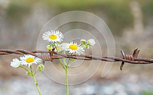 Flowers and barbed wire