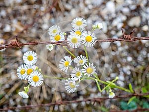 Flowers and barbed wire