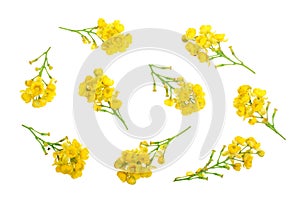 Flowers of barberries isolated on white background