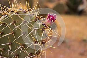 Flowers in Barcelona Botanical garden