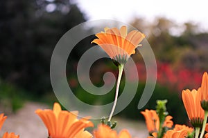 Flowers in Barcelona Botanical garden