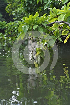 Flowers of Barringtonia racemosa or Sagaribana or common putat or powder-puff tree floating on Maira