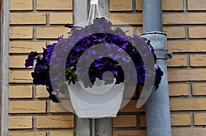 Flowers basket with blue hydrangea flowers