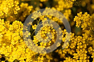 Flowers of a basket of gold, Aurinia saxatilis