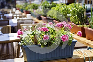 Flowers basket hanging