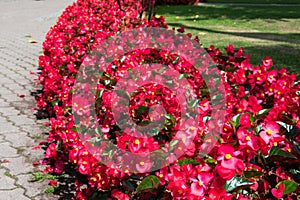 Flowers at the Bastejkalns Park photo