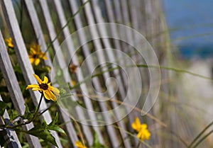 Flowers by the beach fence