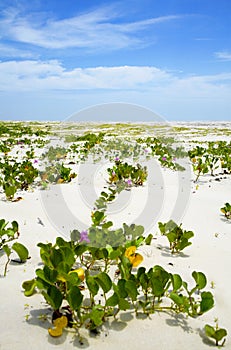 Flowers on the beach of Ilha Atalaia, Bahia, Brazil, South America photo