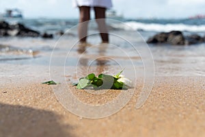 Flowers on the beach sand