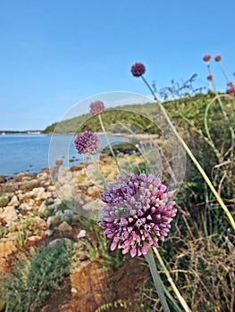 Flowers on the beach - Sea Garlic (Allium commutatum )
