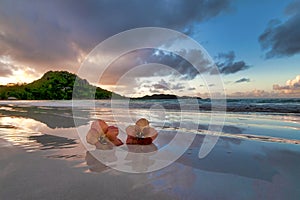 Flowers on the beach