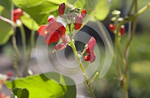 Flowers beans in the garden