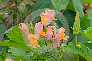 Flowers of beans is growing in rural garden. Bed in the garden. Blooming plants in farming