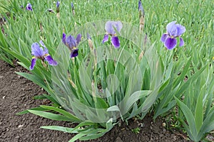 Flowers of bearded irises in shades of purple