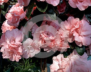 Flowers of a beautiful blooming Azalea in the sunlight. Pink bouquet of rhododendron in a pot. perfect gift and