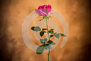 Flowers of beautiful blooming red rose on brown background