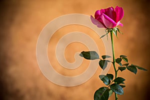 Flowers of beautiful blooming red rose on brown background