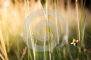 The flowers on a beautiful green and yellow tone color, Blurred gentle sunlight without the sky background. Floral in frorest , photo
