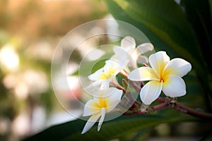 The flowers on a beautiful green and yellow tone color, Blurred gentle sunlight without the sky background. Floral in frorest , photo