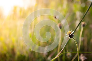 The flowers on a beautiful green and yellow tone color, Blurred gentle sunlight without the sky background. Floral in frorest , photo