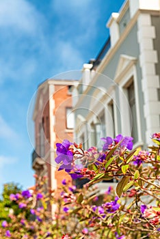 Flowers and beautiful homes of San Francisco, California