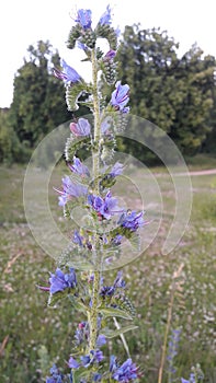 Flowers beautiful purple blue flowers, Deciduous and coniferous trees dense forest wildlife path in the forest