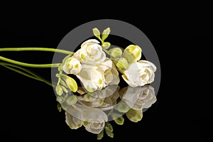 Flowers of beautiful white freesia isolated on black background, reflection