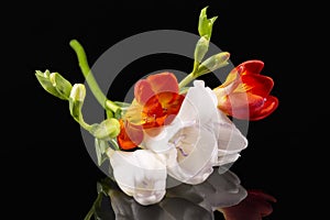 Flowers of beautiful white and red freesia on black background