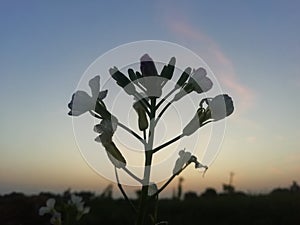 Flowers in beckground sunrises