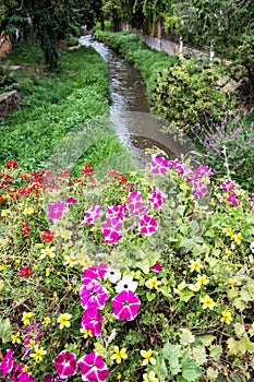 Flowers in bed and creek in the city park, Schwabach, Germany