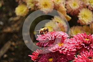 Flowers and a bee